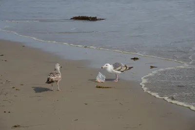 DSC_2247 (Large).JPG